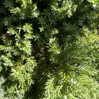 فروش باغ شهری 1500 متری