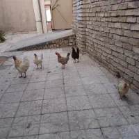 مرغ و خروس
