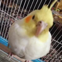 عروس هلندی ماده