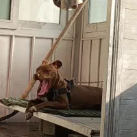 واگزاری پیت بول اصیل|سگ|تهران, جنت‌آباد شمالی|دیوار