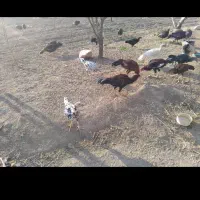 مرغ خروس لاری|حیوانات مزرعه|سقز, |دیوار