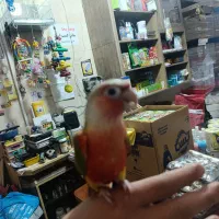 گرینچیک فول رام چلوندنی