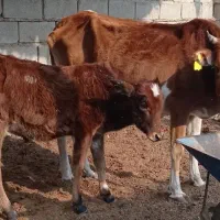 گاو. با  گوساله