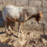 بزفروشی|حیوانات مزرعه|زهک, |دیوار