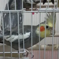 عروس هلندی رام و سخنگو