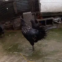 تعدادی جوجه مرغ و جوجه خروس ایام سمانی|حیوانات مزرعه|رشت, یخسازی|دیوار