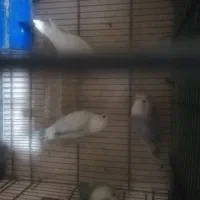 کوتوله مارال جفت شده وجوانه|پرنده|فسا, |دیوار