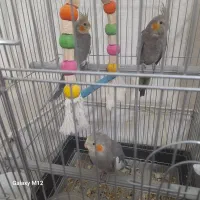 جوجه ی نر فروخته شد یک ماده هست برای فروش