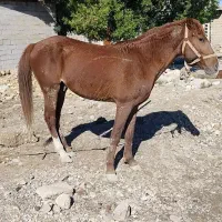 اسب سواری عالی