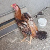 خروس لاری کشیده وتک دنگ بالا ۷ماهه|حیوانات مزرعه|کرج, اسدآباد|دیوار