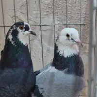 ۷جفت کفتر بی نظیر همچی تموم|پرنده|سیرجان, |دیوار