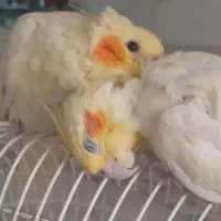 عروس هلندی گمشده