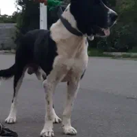 سگ سرابی سن ۴ سال|سگ|چابکسر, |دیوار