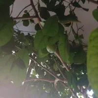 گل فیلکو بزرگ ویک اصله درخت پرتغال گلدانی بارده|گل و گیاه طبیعی|داران, |دیوار