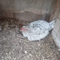 مرغ کرچ|حیوانات مزرعه|سرپل ذهاب, |دیوار