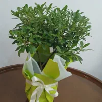 گل بنسای