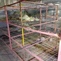 لوازم پرورش قارچ