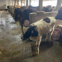 ورزا کوله هلشتاین|حیوانات مزرعه|رشت, سلیمانداراب|دیوار