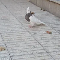 یک جفت طوقی درمبارکه.