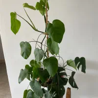 برگ انجیری