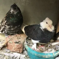 چند جفت کفتر جفت کنی