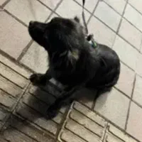 سگ اشپیتز مشکی