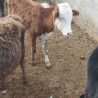 گوساله سیمنتال