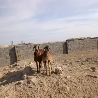 بره چینی|حیوانات مزرعه|زیرکوه, |دیوار