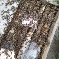 فروش زنبور عسل