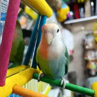 طوطی برزیلی دورنگ|پرنده|شهریار, شهرک وائین|دیوار