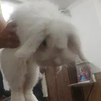 خرگوش لوپ هلندی|موش و خرگوش|اصفهان, حصه جنوبی|دیوار