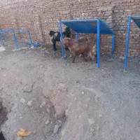 سه عددبزغاله چاق