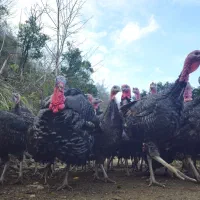 گوشت ارگانیک بوقلمون محلی