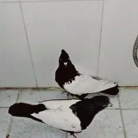 نرو ماده سینه سیاه