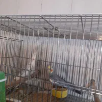 عروس هلندی مولدوتکفروشی|پرنده|بروجن, |دیوار