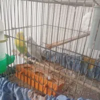 مرغ عشق دستی