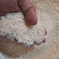 برنج فجر سوزنی ۹۰ روزه