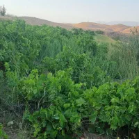 فروش باغ در بهترین لوکیشن ابهر|فروش دفتر صنعتی، کشاورزی، تجاری|ابهر, |دیوار