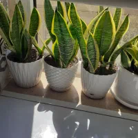 گل های شاداب