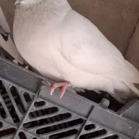 کبوتر پرشی لنگه