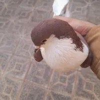 کفتر
