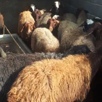 میش بره داشتی گله داری یک داغ|حیوانات مزرعه|فلاورجان, |دیوار