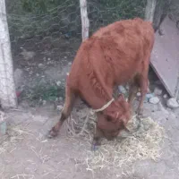 گوساله ماده