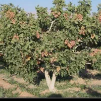 خرید پسته باخوشه کال و خندان