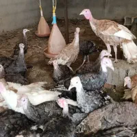 فروش بوقلمون برنز و بوربون ۳/۵ ماهه