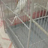 مرغ عشق با قفس سهره ای