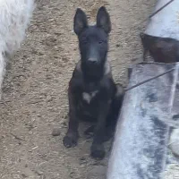 مالینویزبه دلیل بدقولی دوباره آگهی شد