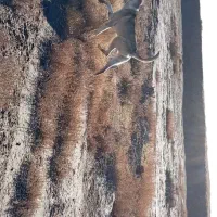 واگذاری سگ گله