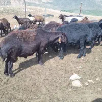 گوسفند(میش بره نرماده بز بزغاله)ارگانیک|حیوانات مزرعه|هشتگرد, خور|دیوار