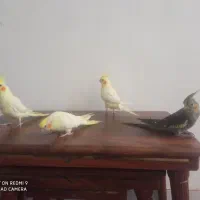 عروس هلندی